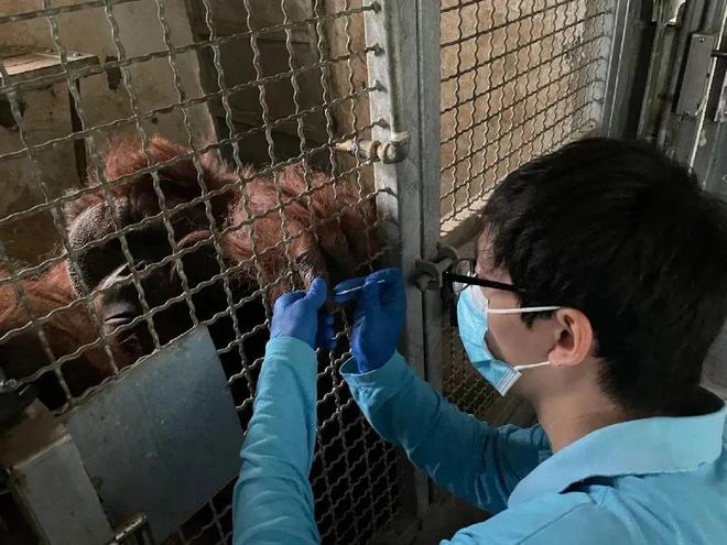 安享晚年 探訪45歲猩猩“森泰”在上海動(dòng)物園的愜意退休生活