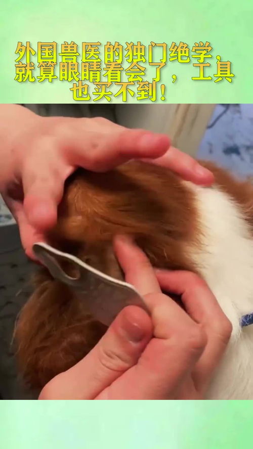 異國獸醫(yī)技藝 那些眼能看會(huì)，卻無處可覓的獨(dú)門工具